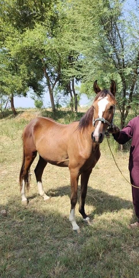 Horse for Sale in Pakistan