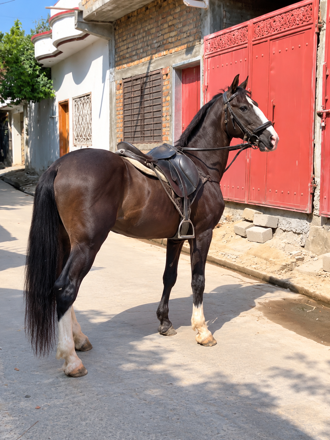 Nezabaz Horse for Sale in Pakistan