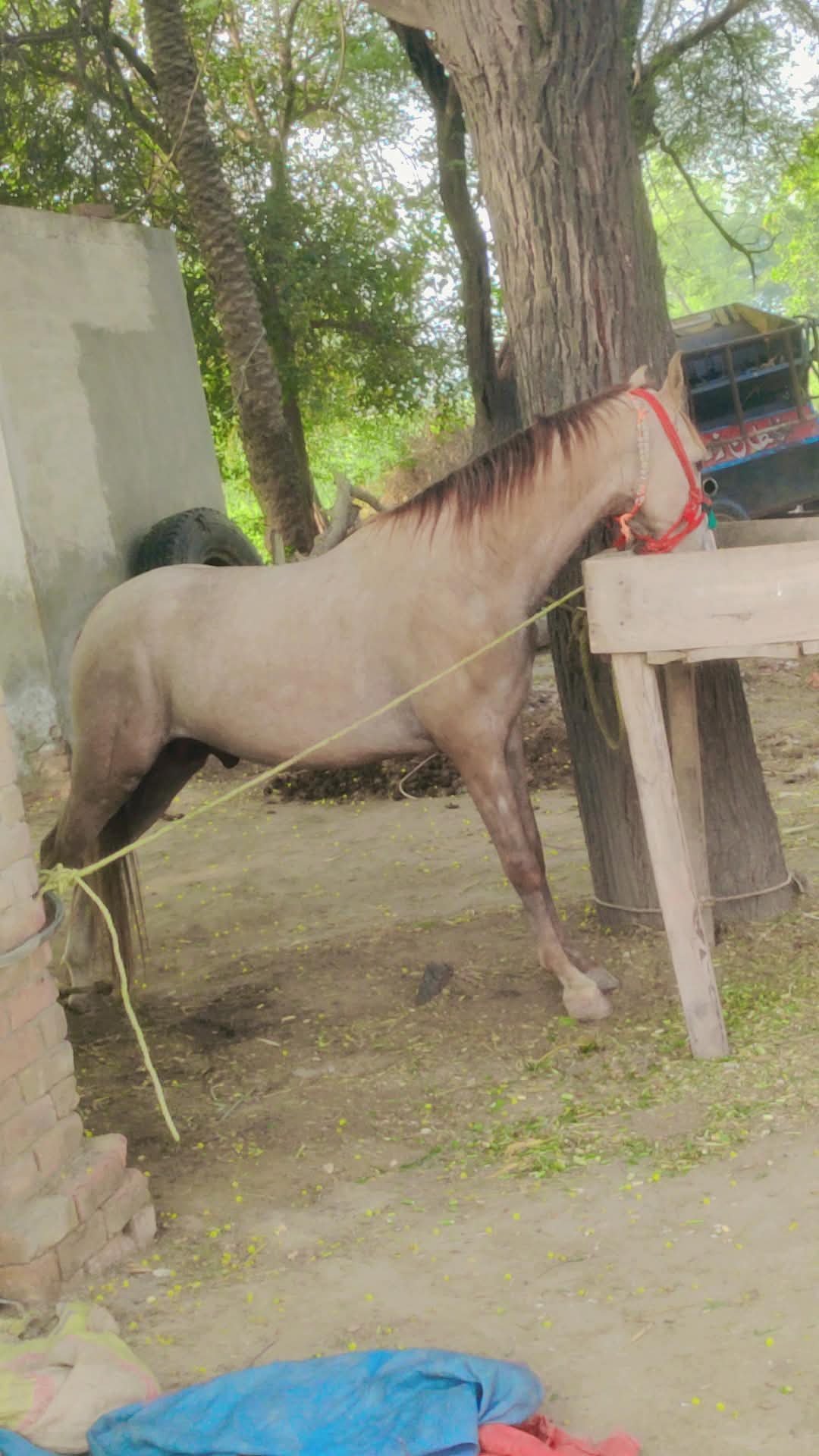 Horse for Sale in Pakistan