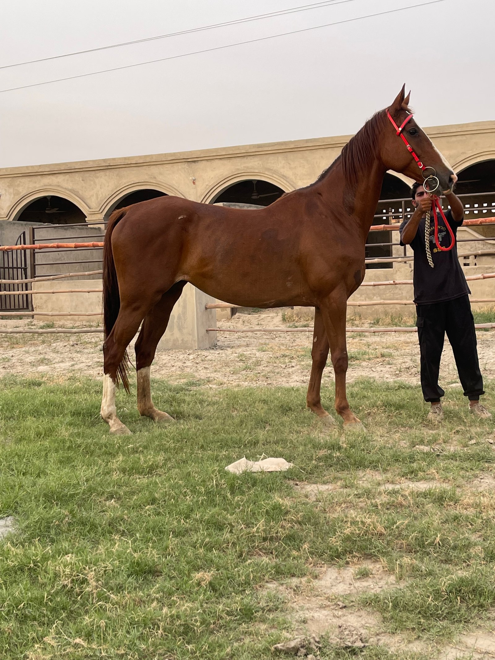 Beautiful Thoroughbred Mare (DYANA)