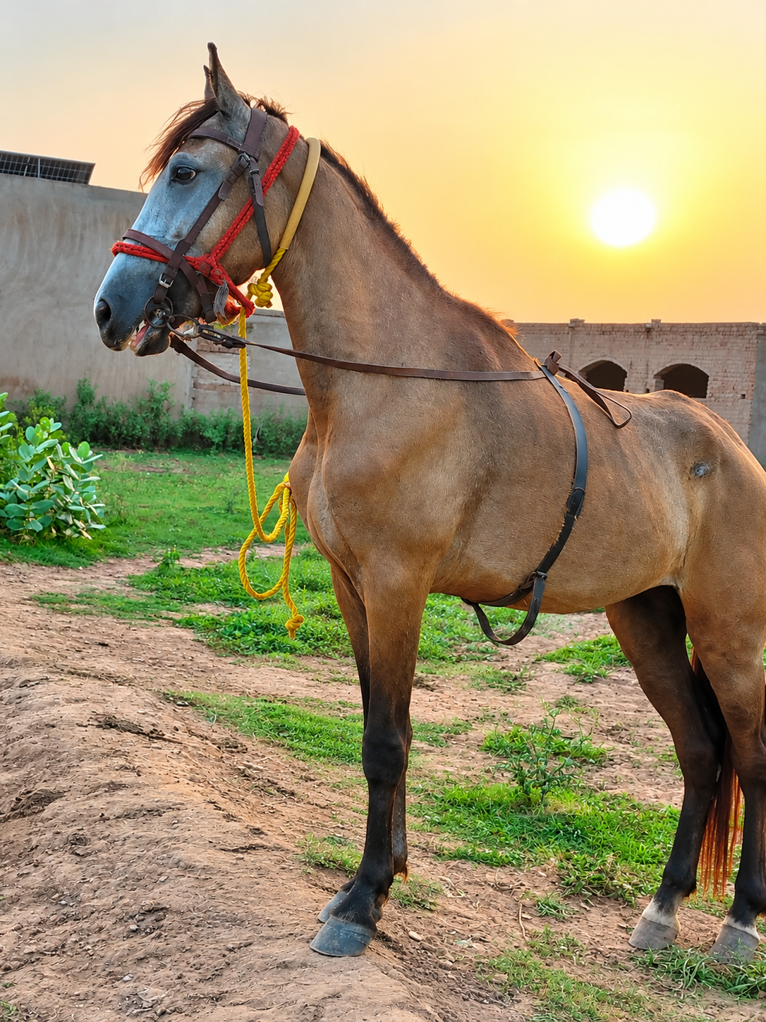 Horse for Sale in Pakistan