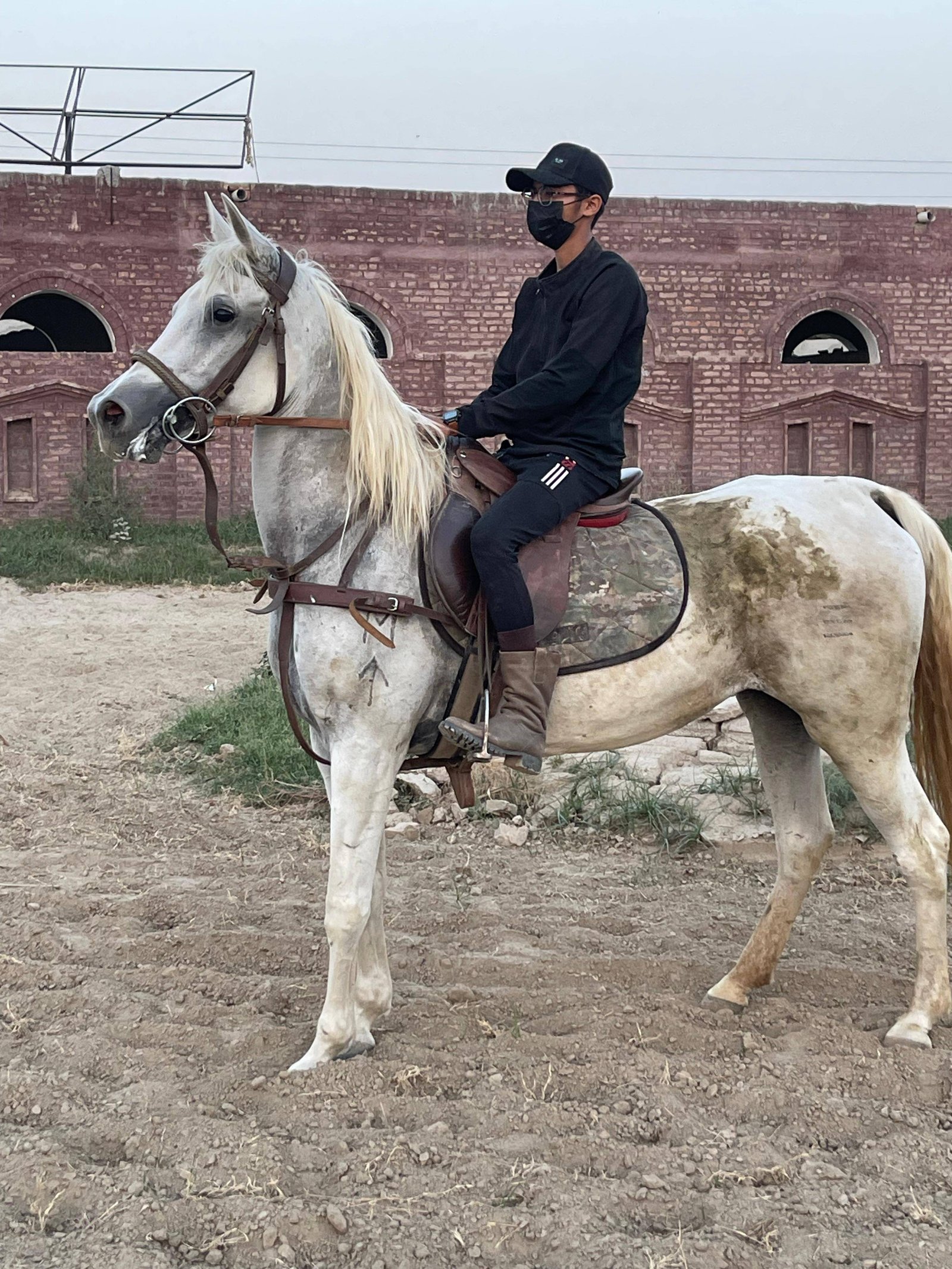 Beautiful Arab Mare (دعا)