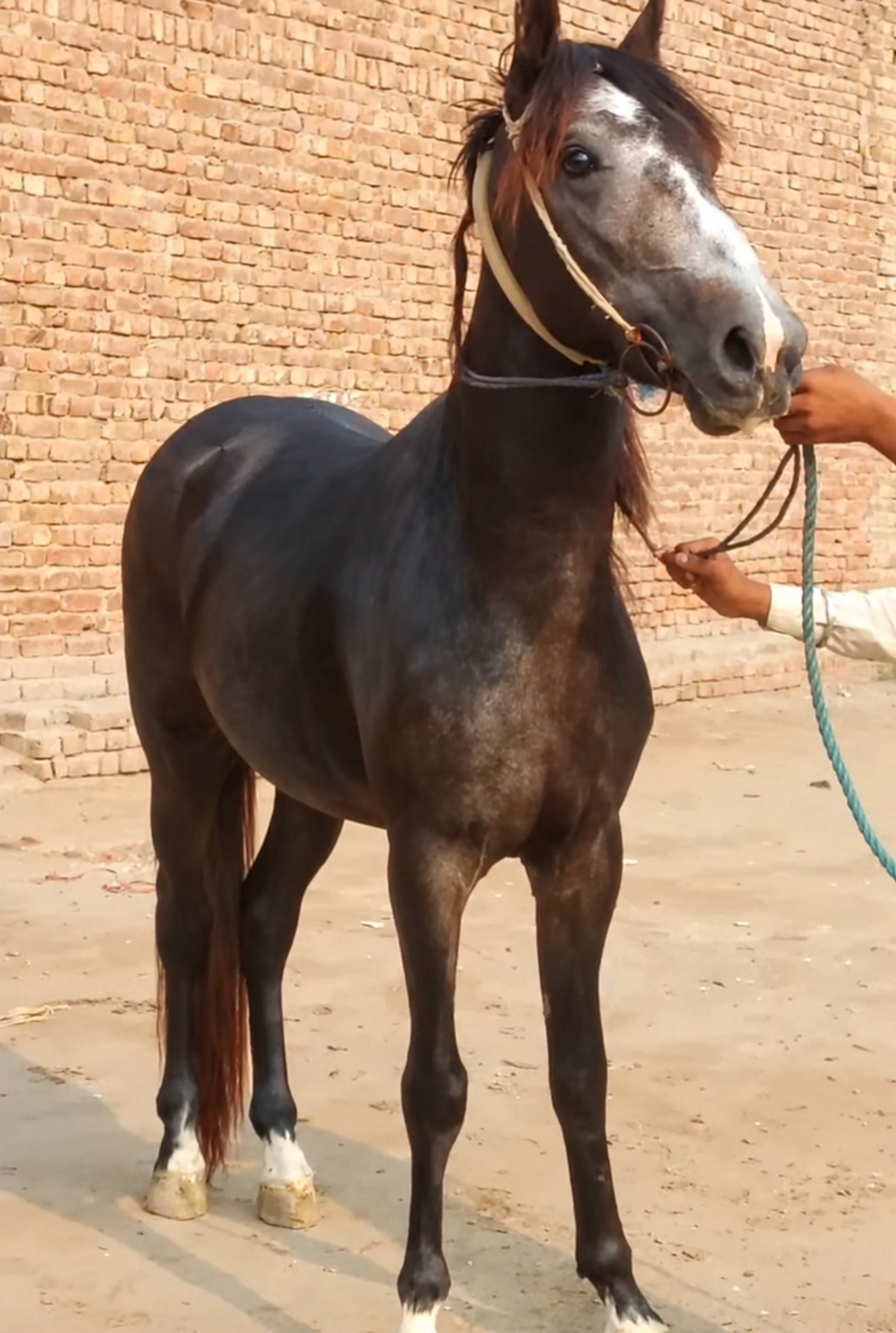 Horse for Sale in Pakistan