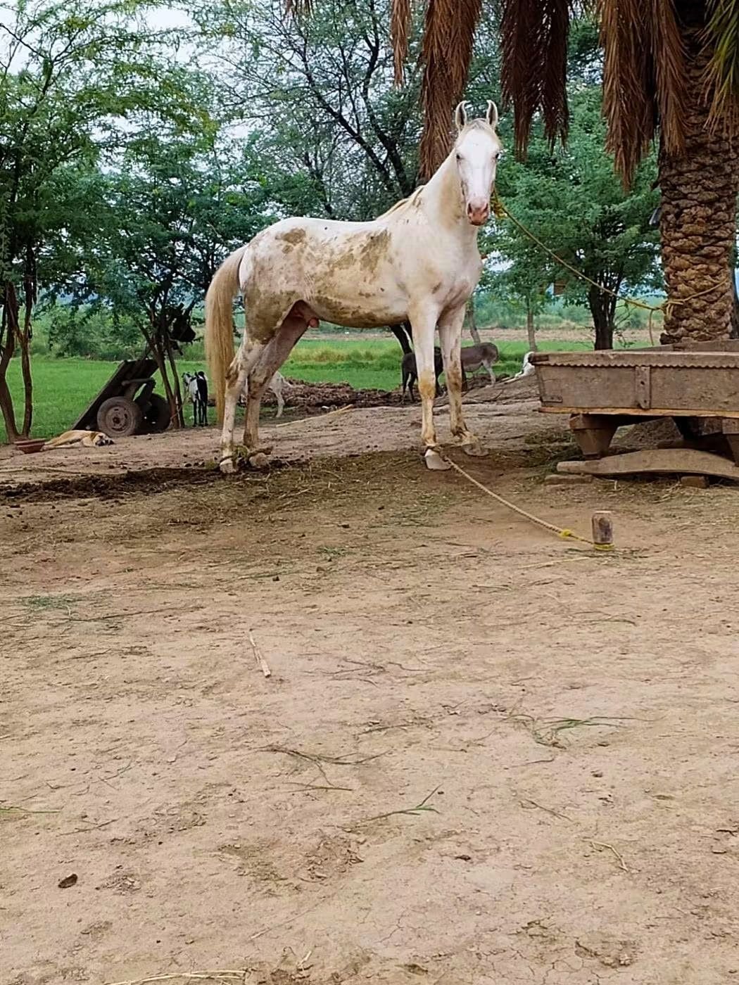 White Colt Horse for Sale