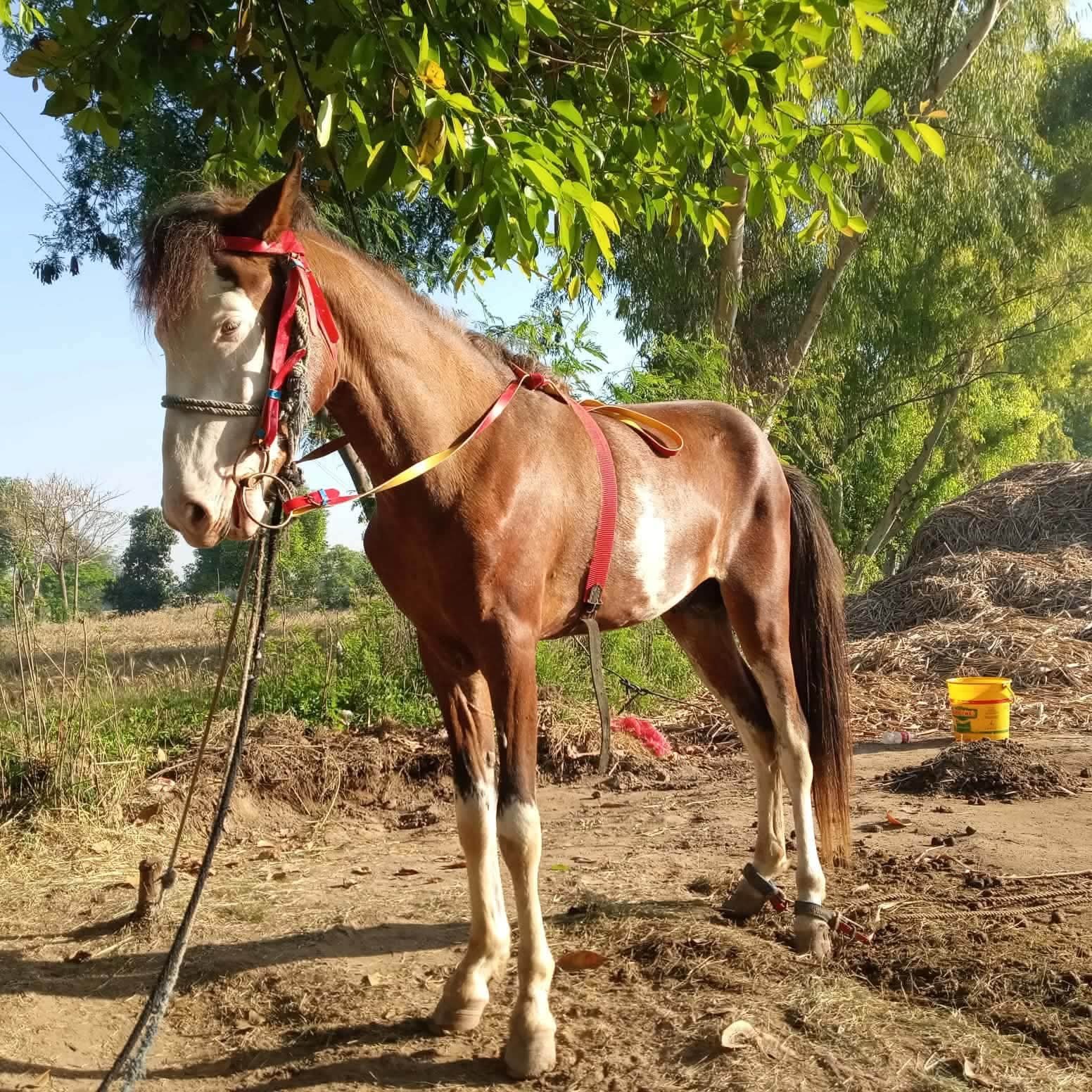 Horse for Sale in Pakistan