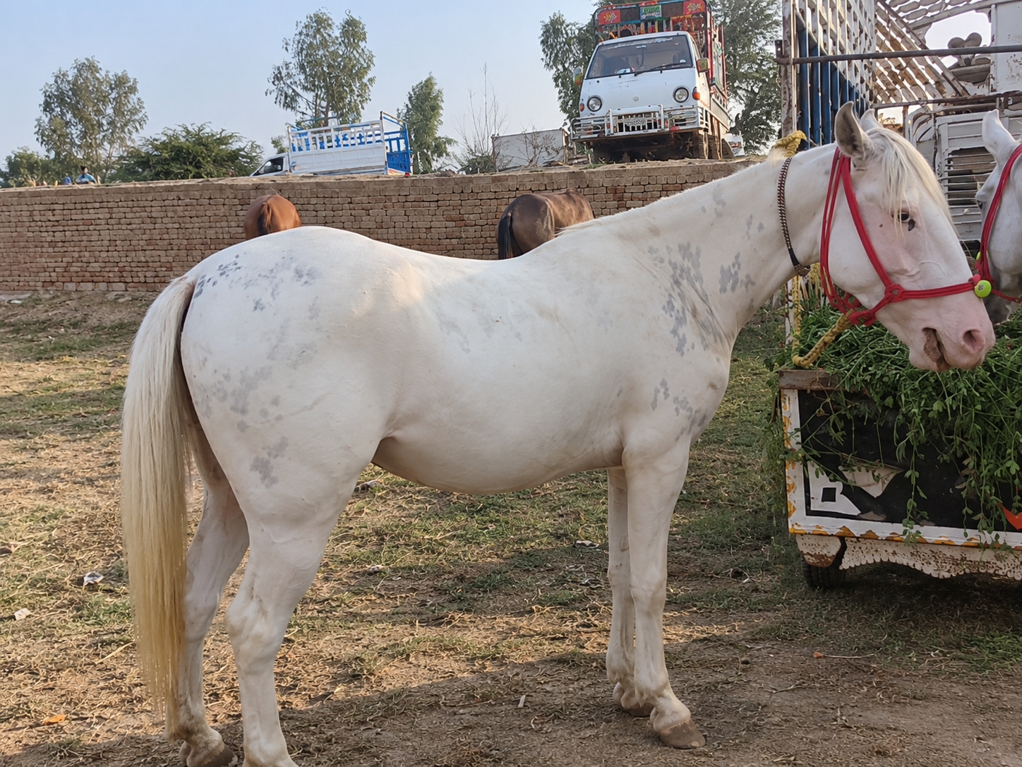 Horse for Sale in Pakistan