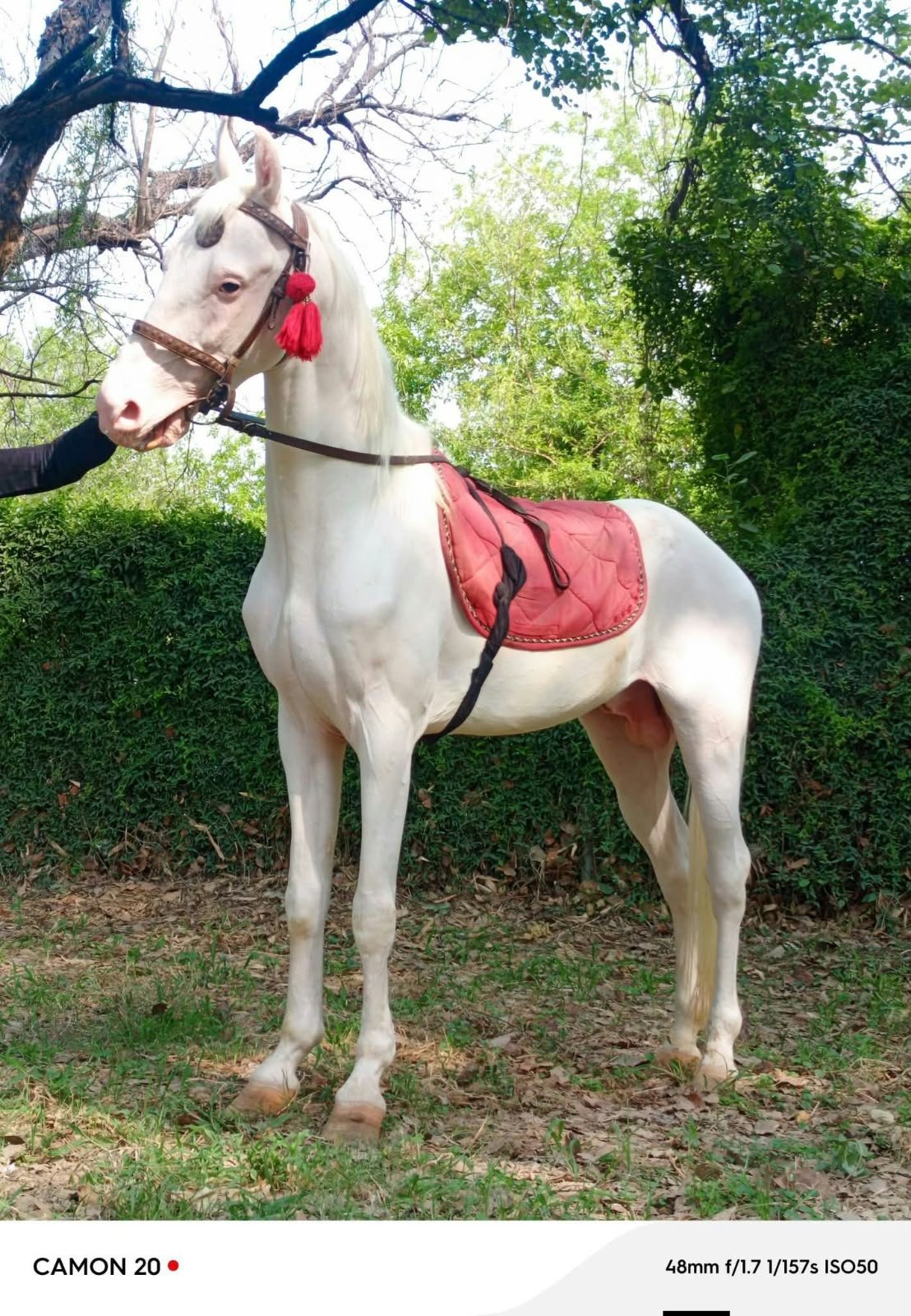 Nukra Ghora Nazabaz for Sale