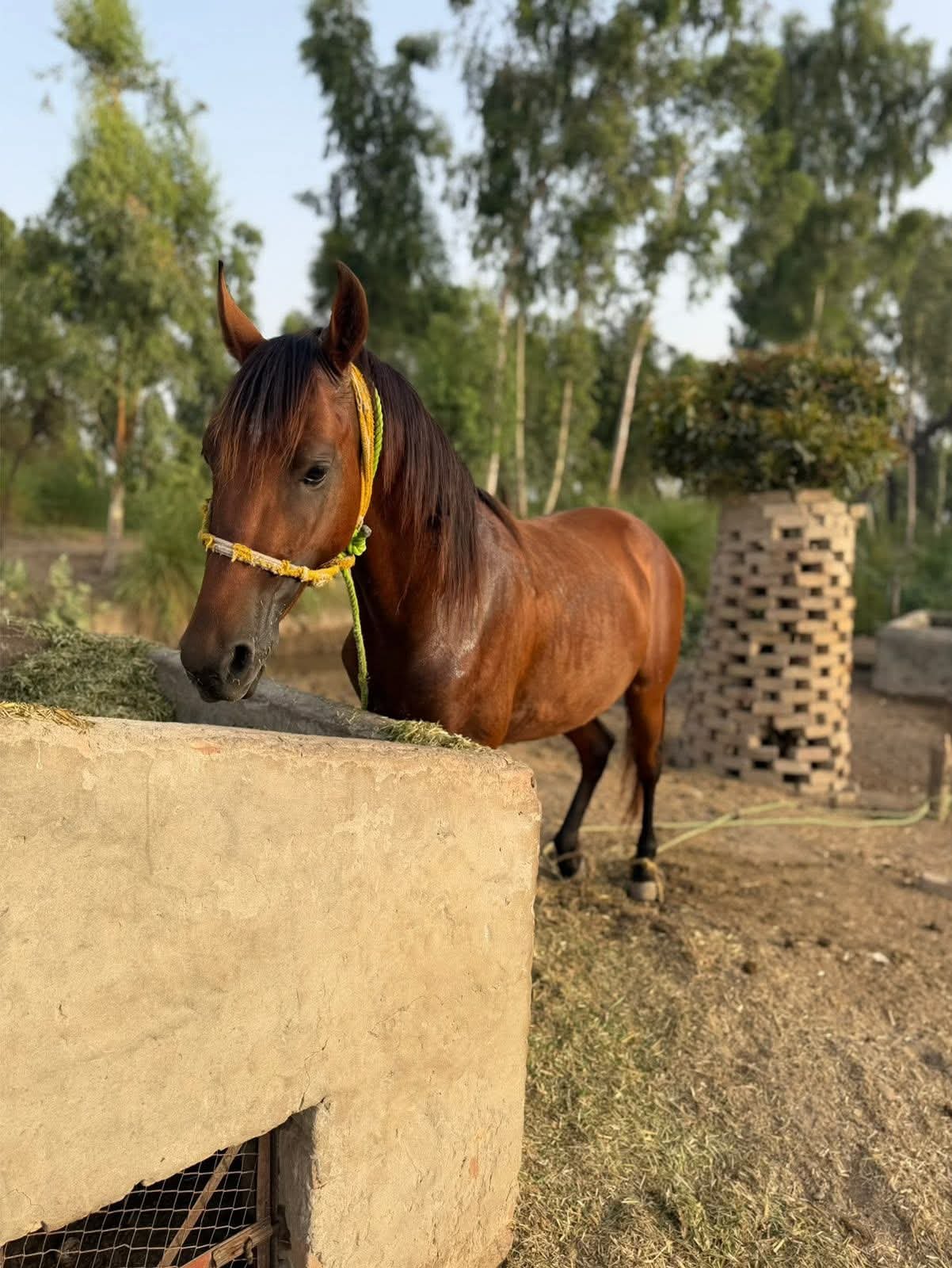 Kumait Wachera for Sale 