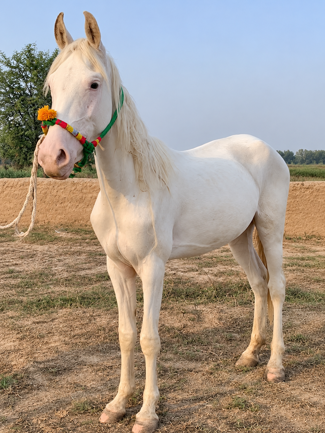 Horse for Sale in Pakistan