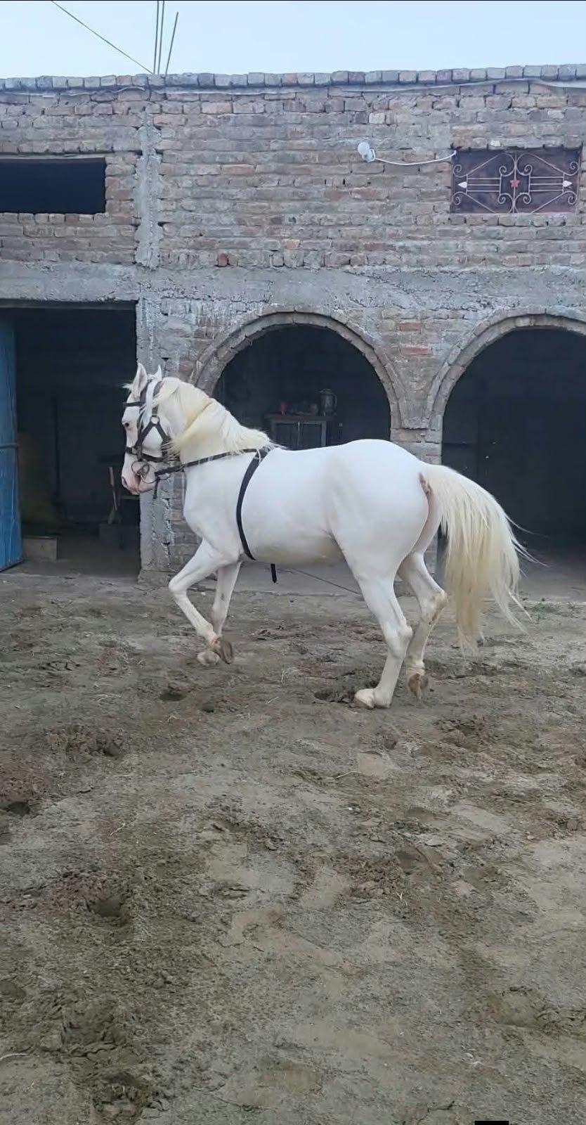 Nukra Wachera Male Horse For Sale