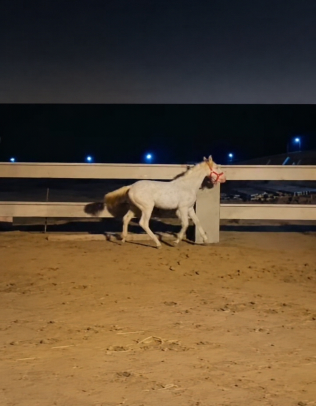 Horse for Sale in Pakistan