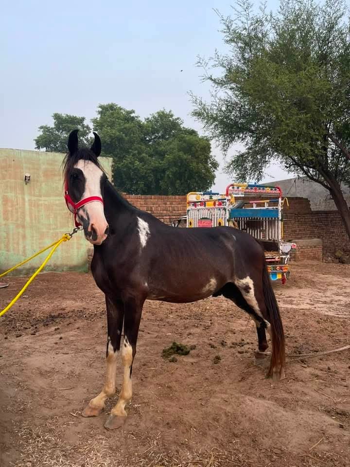 Horse for Sale in Pakistan