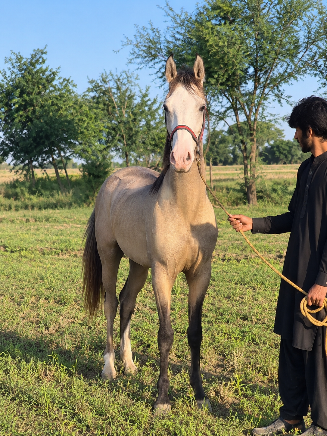 Horse for Sale in Pakistan