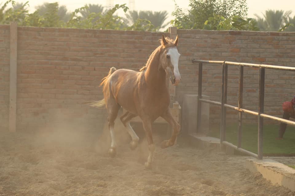 Mare Pregnant
