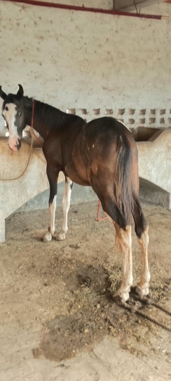 Pinto Wachera for Sale | Surkhab Bloodline