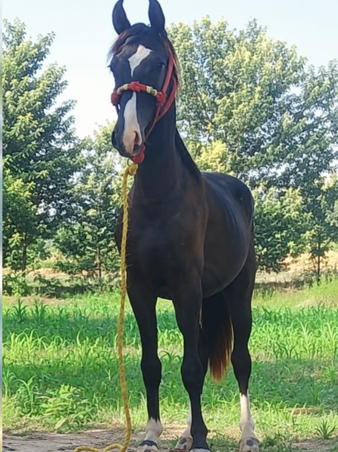 Horse for Sale in Pakistan