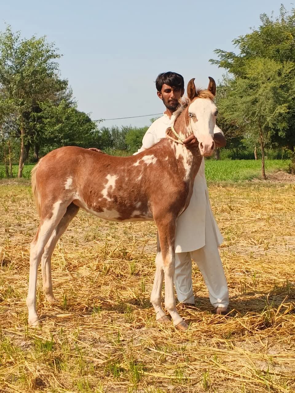 Horse for Sale in Pakistan