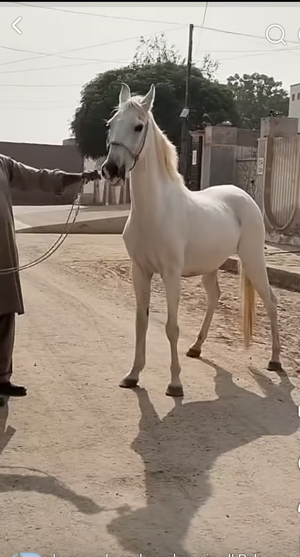 Horse for Sale in Pakistan