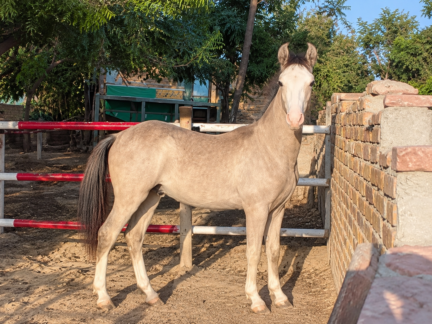 Horse for Sale in Pakistan