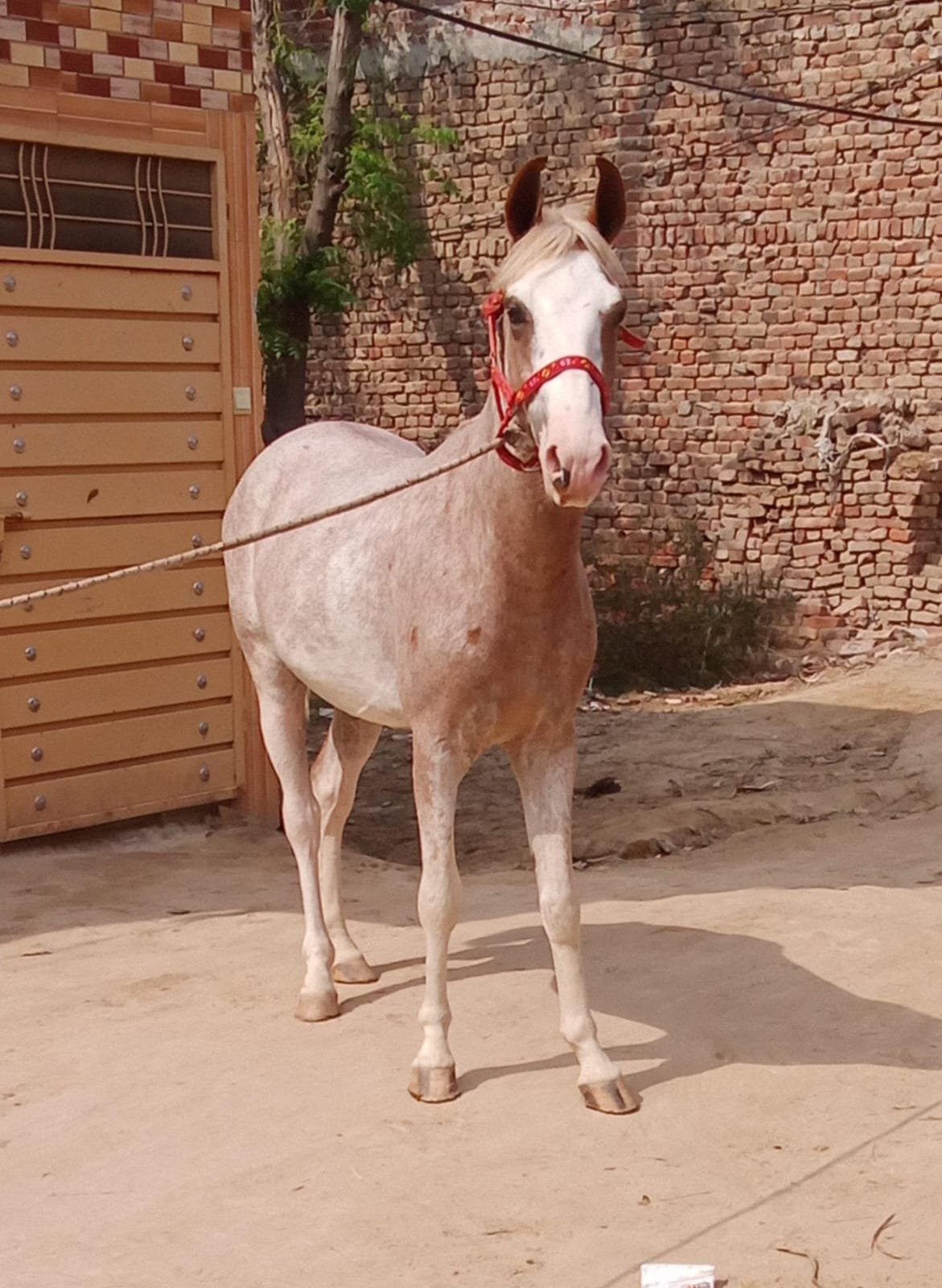 Horse for Sale in Pakistan