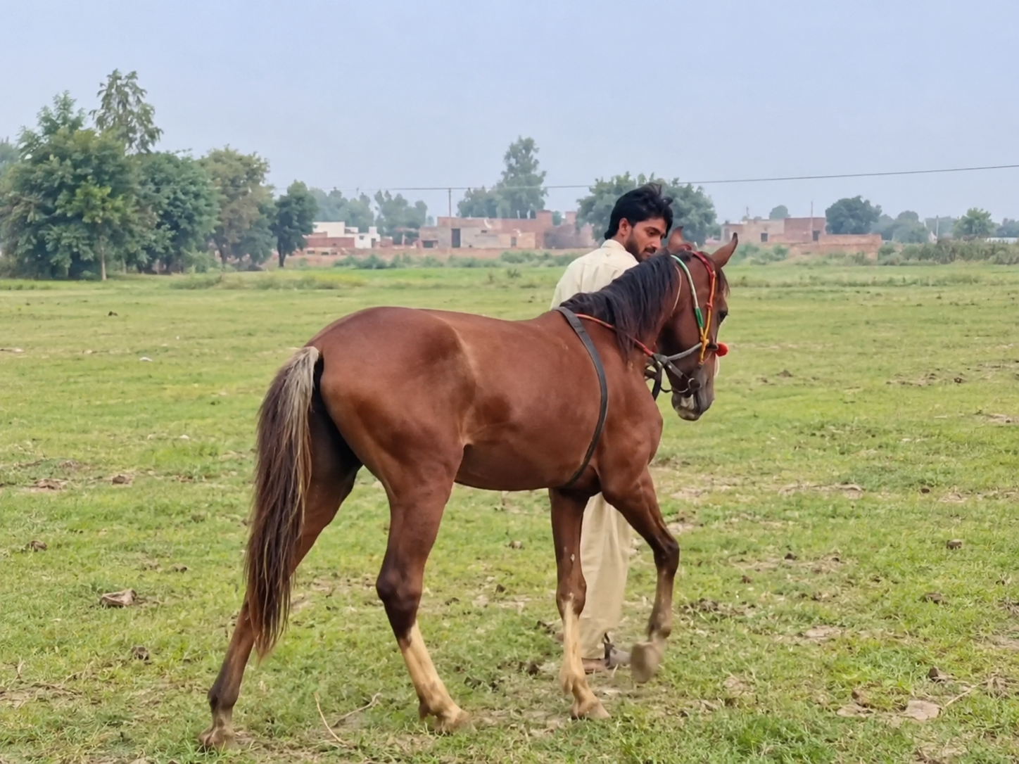 Horse for Sale in Pakistan