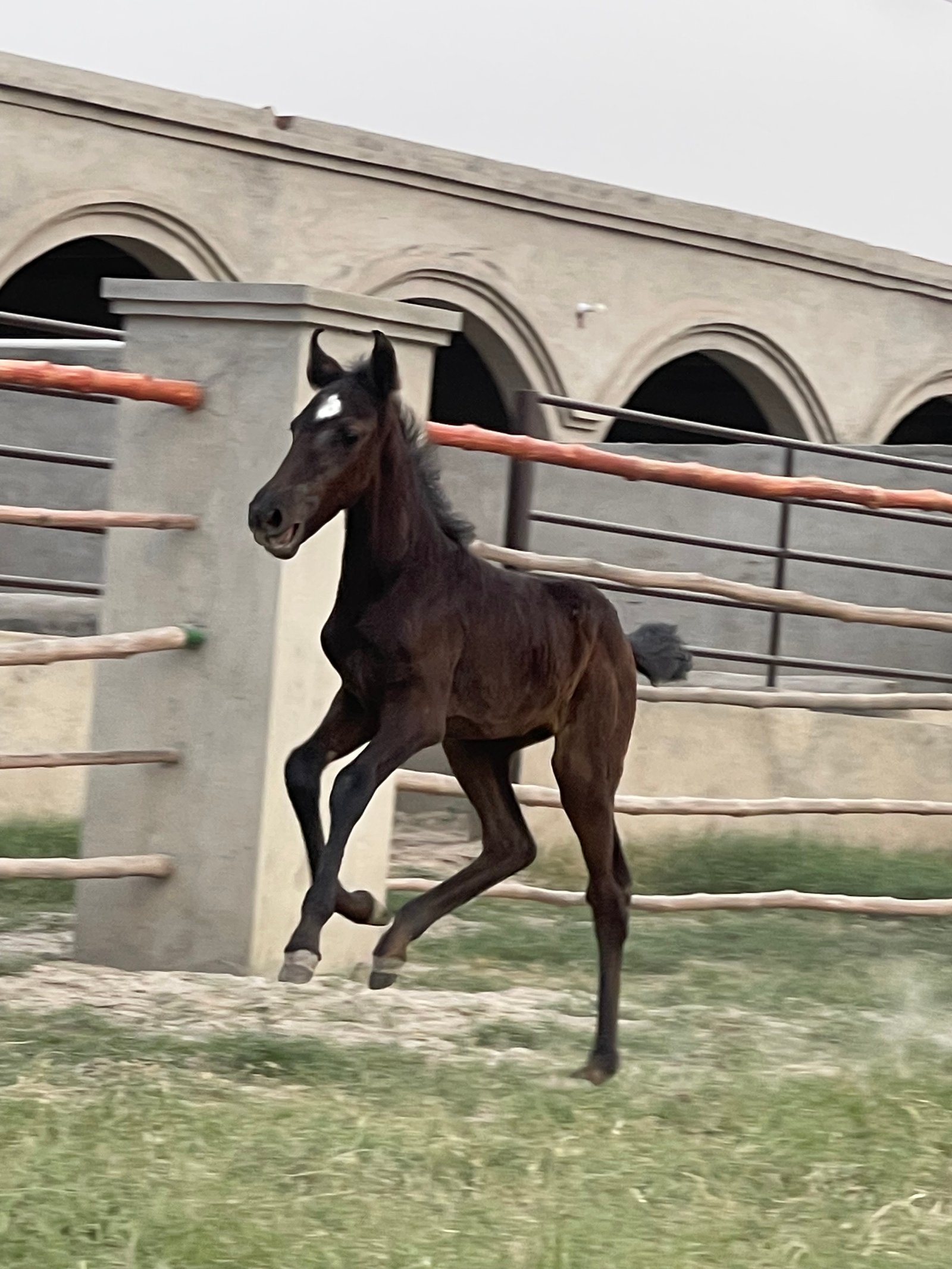 Beautiful Filly For sale