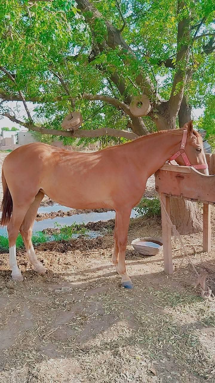 Horse for Sale in Pakistan – Dancer