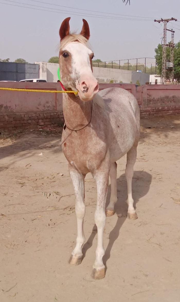 Horse for Sale in Pakistan