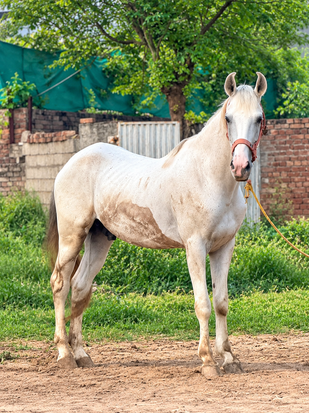 White Horse for Sale in Pakistan