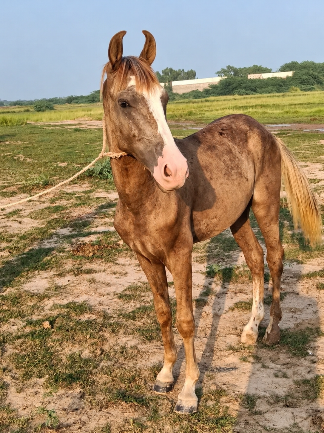 Horse for Sale in Pakistan