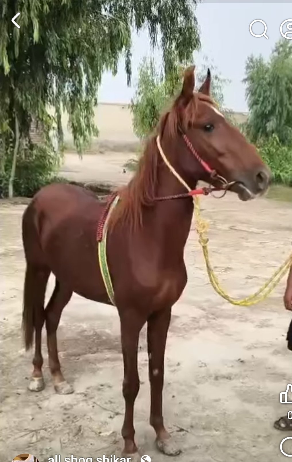 Horse for Sale in Pakistan