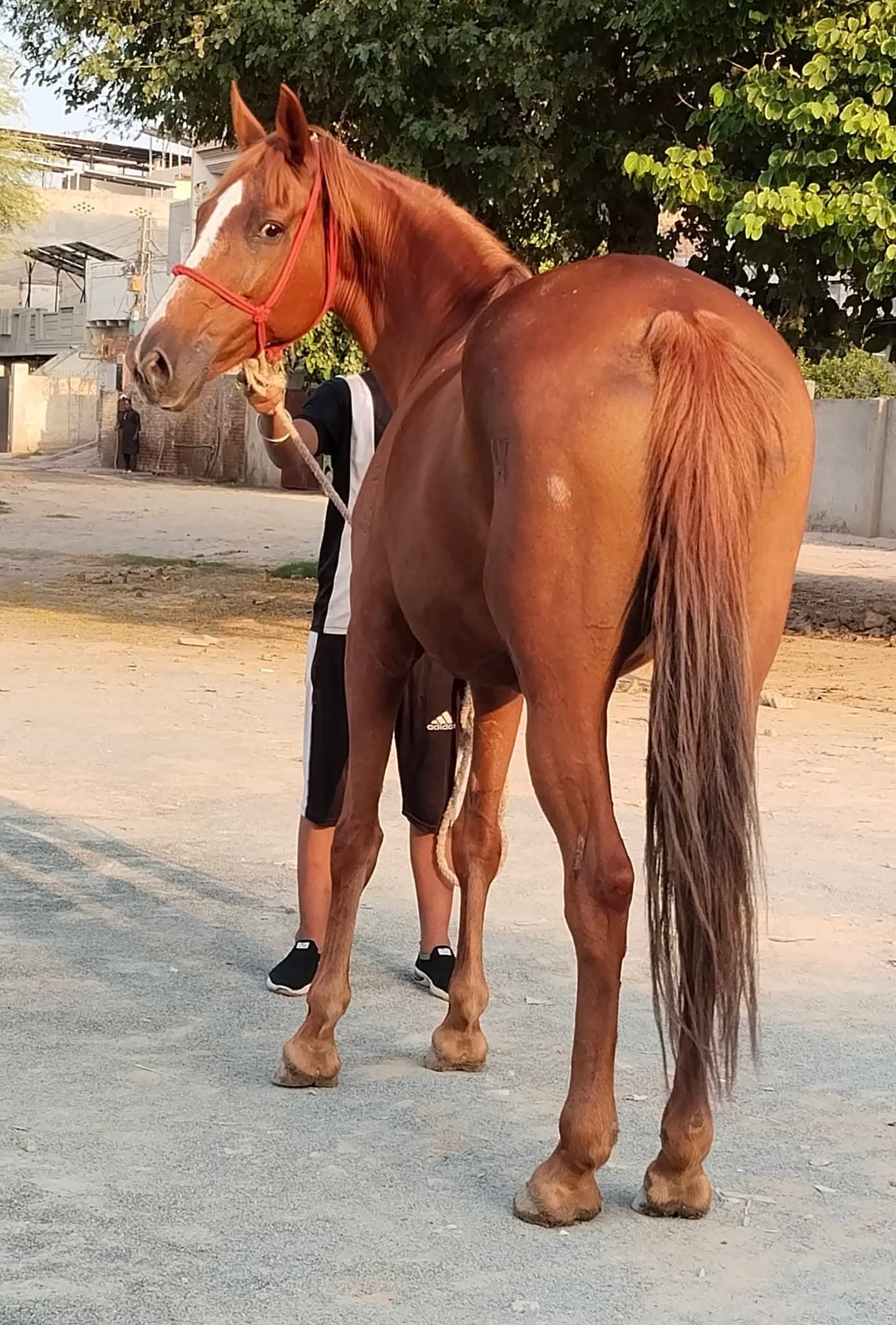 Horse for sale in Pakistan