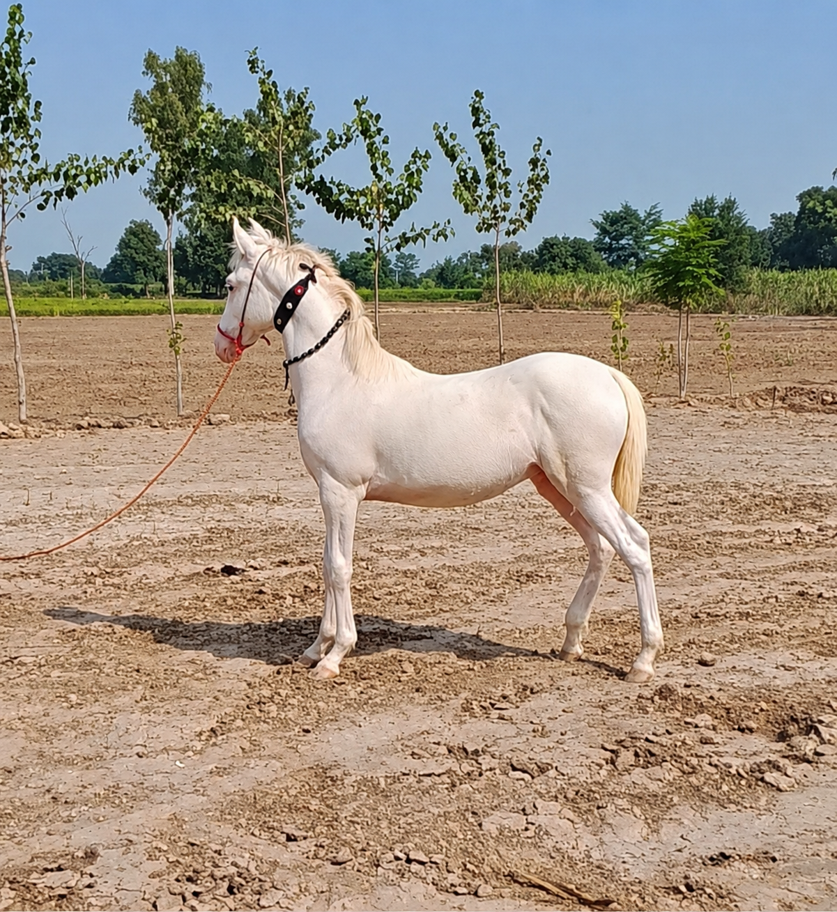 Horse for Sale in Pakistan