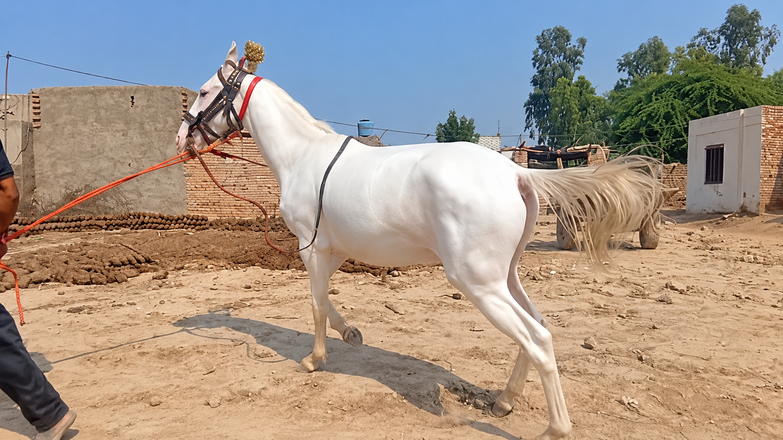 Horse for Sale in Pakistan