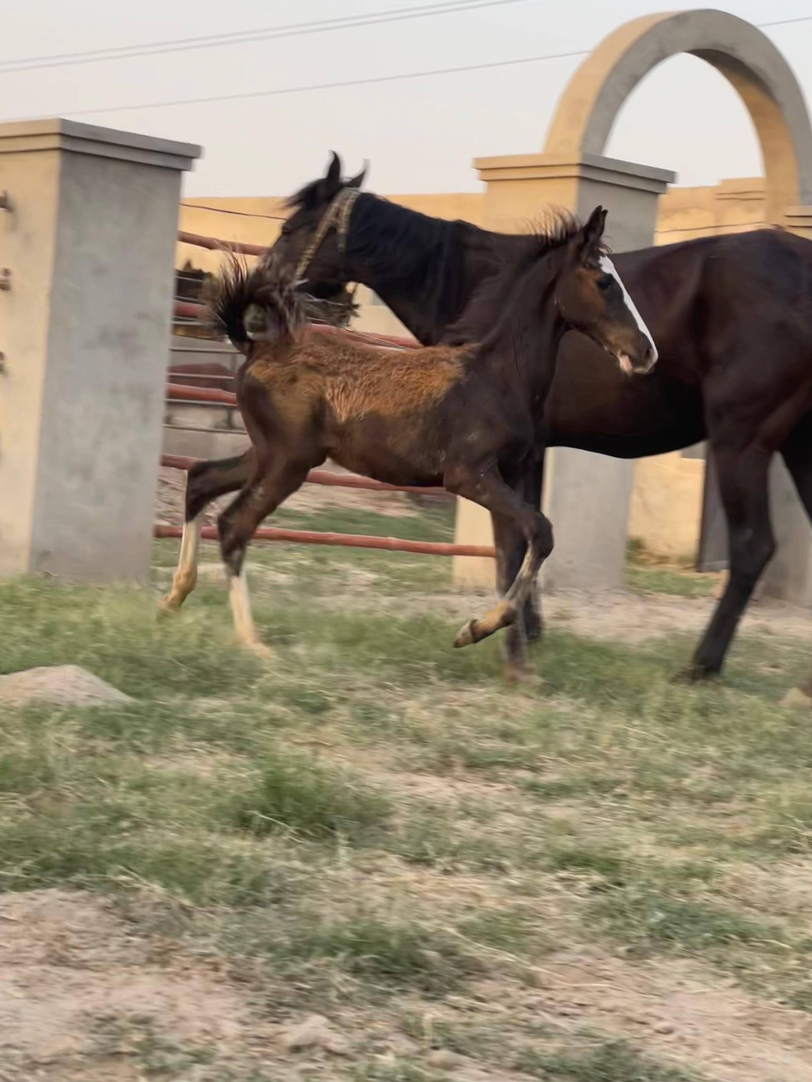Beautiful Colt (یاقوت )