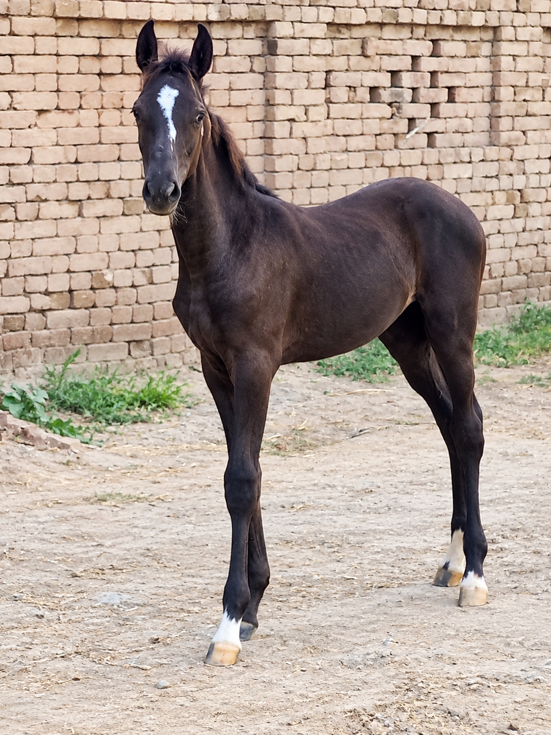 Horse for Sale in Pakistan
