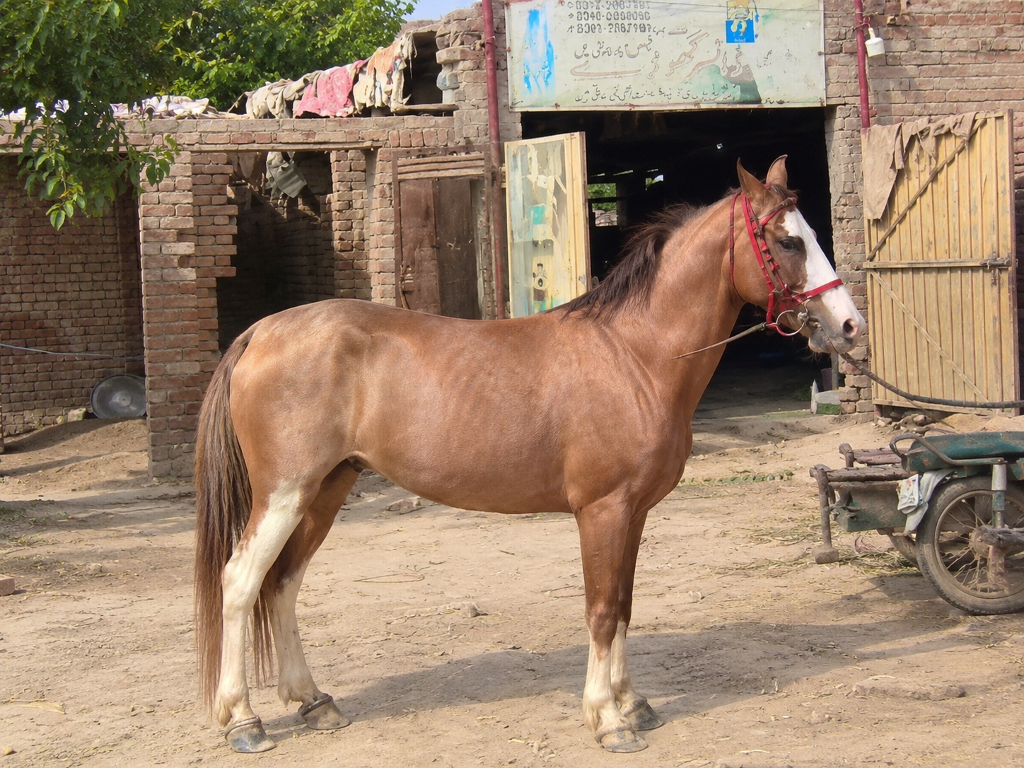 Horse for Sale in Pakistan
