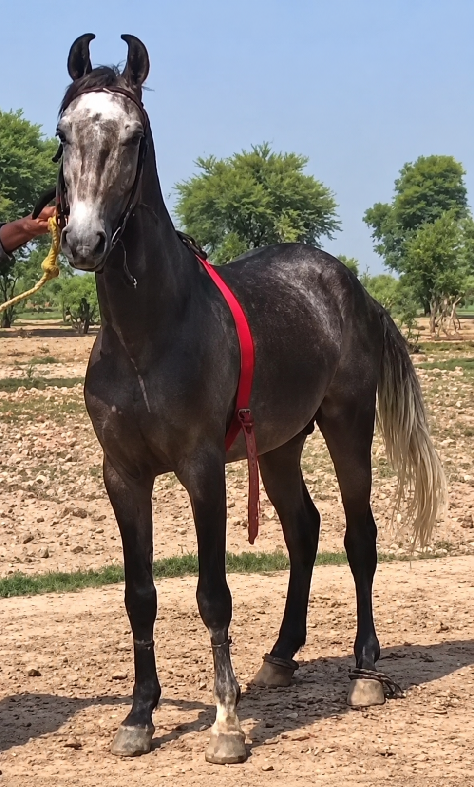 Horse for Sale in Pakistan
