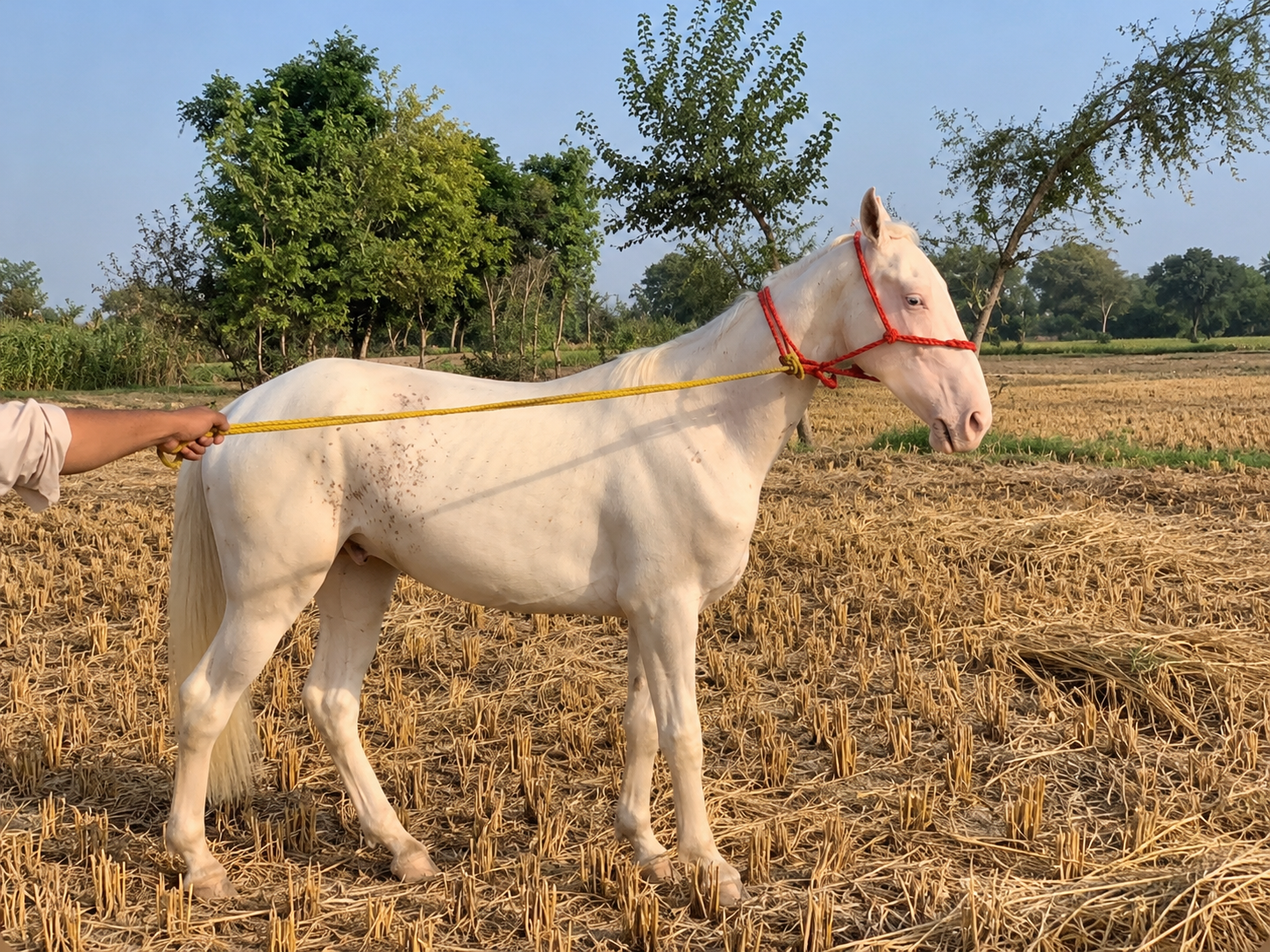 Horse for Sale in Pakistan