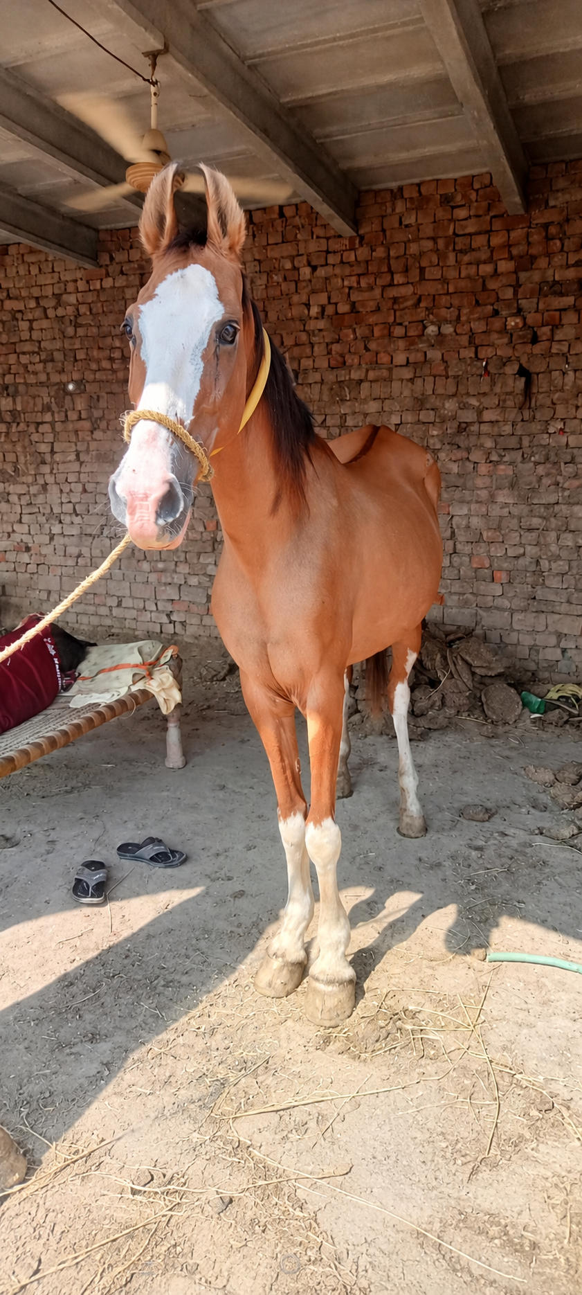 Horse for Sale in Pakistan