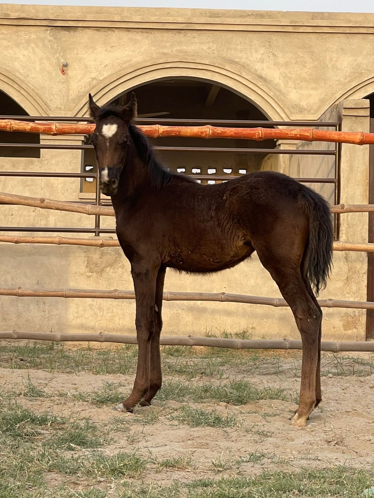 Kusam ( Wacheri)