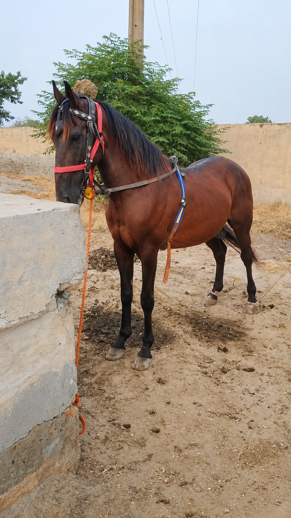 Horse for Sale in Pakistan