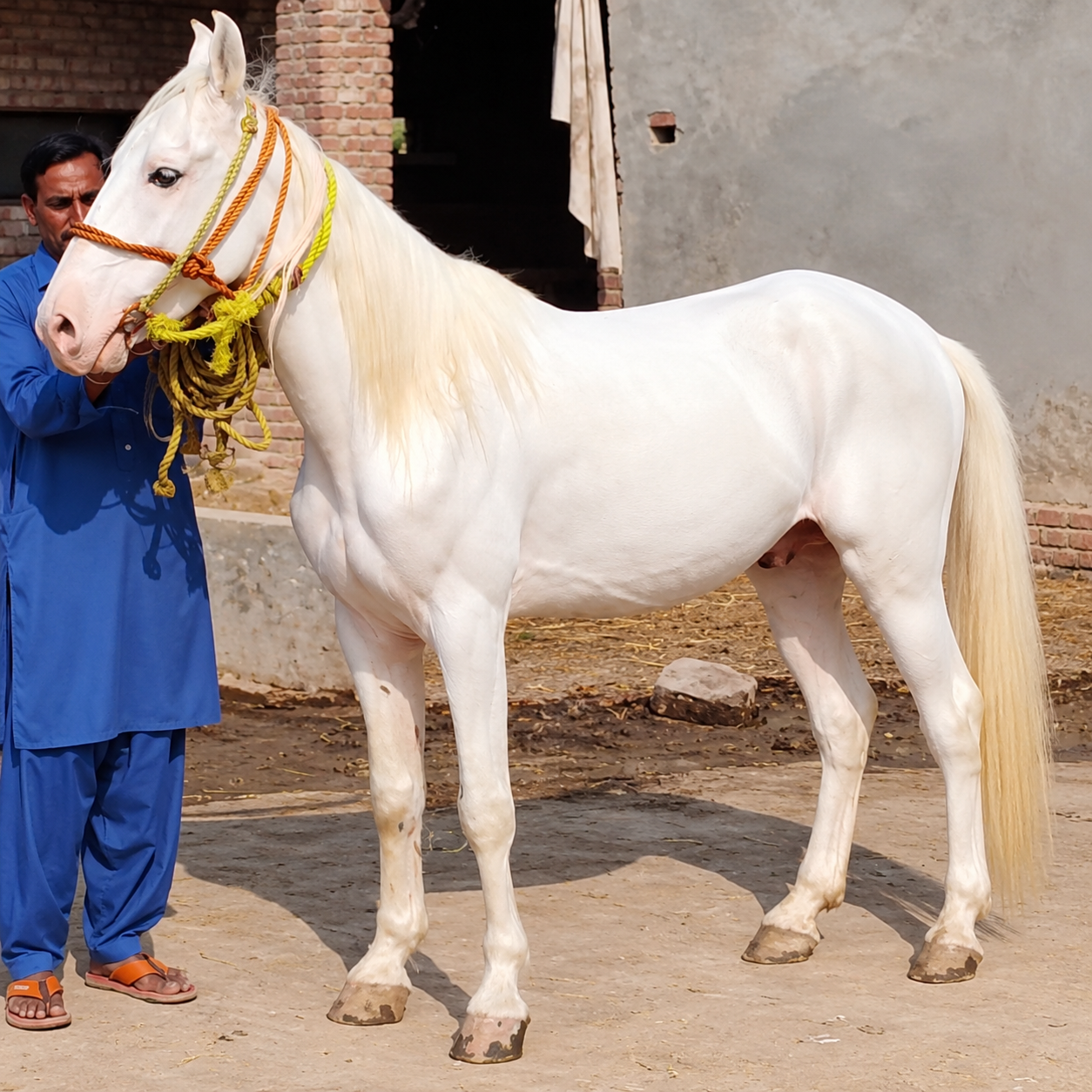 Horse for Sale in Pakistan