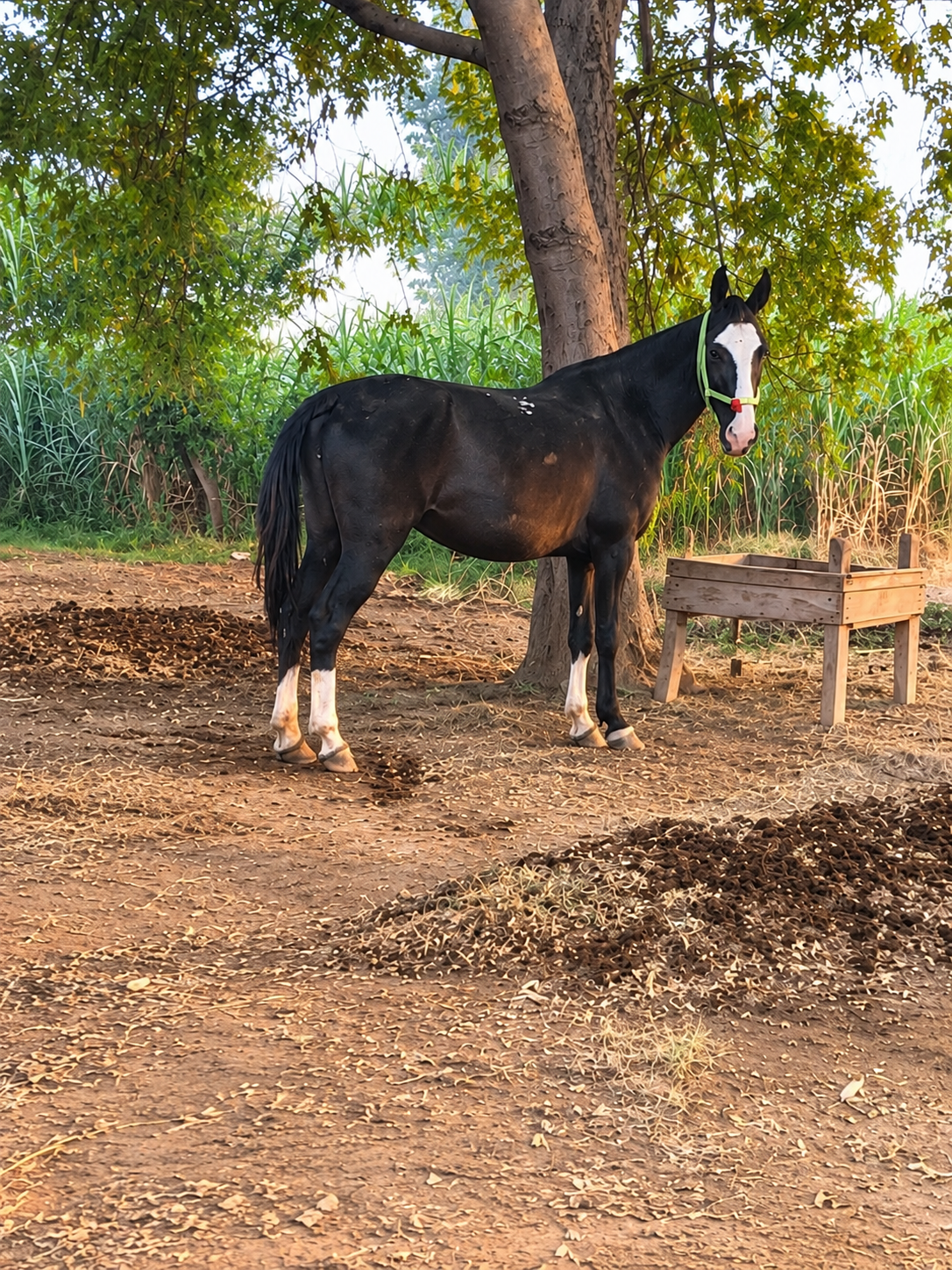 Horse for Sale in Pakistan