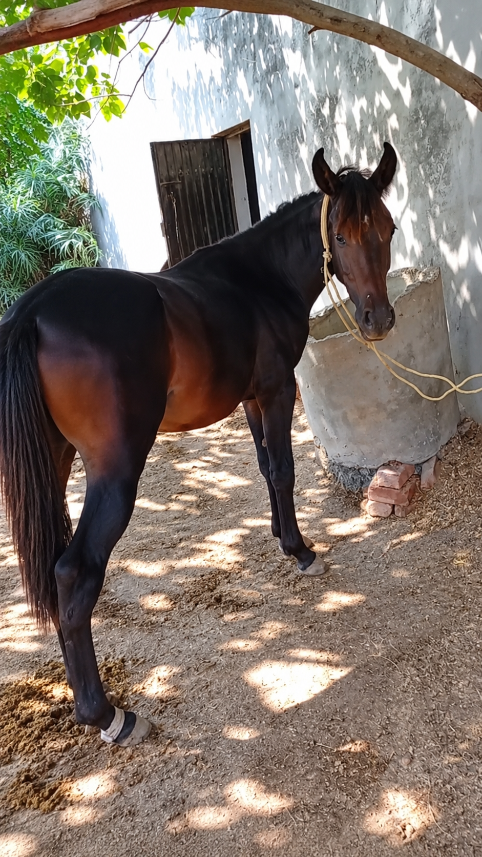 Horse for Sale in Pakistan