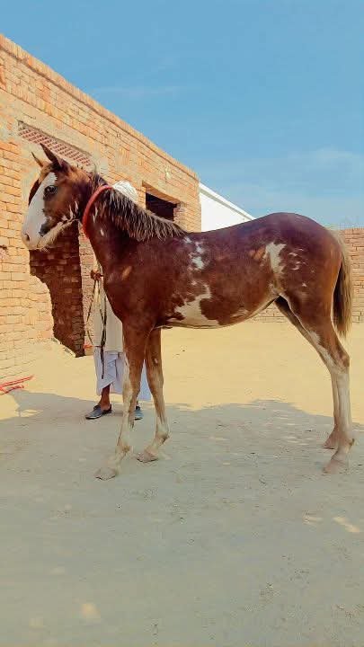 Horse for Sale in Pakistan