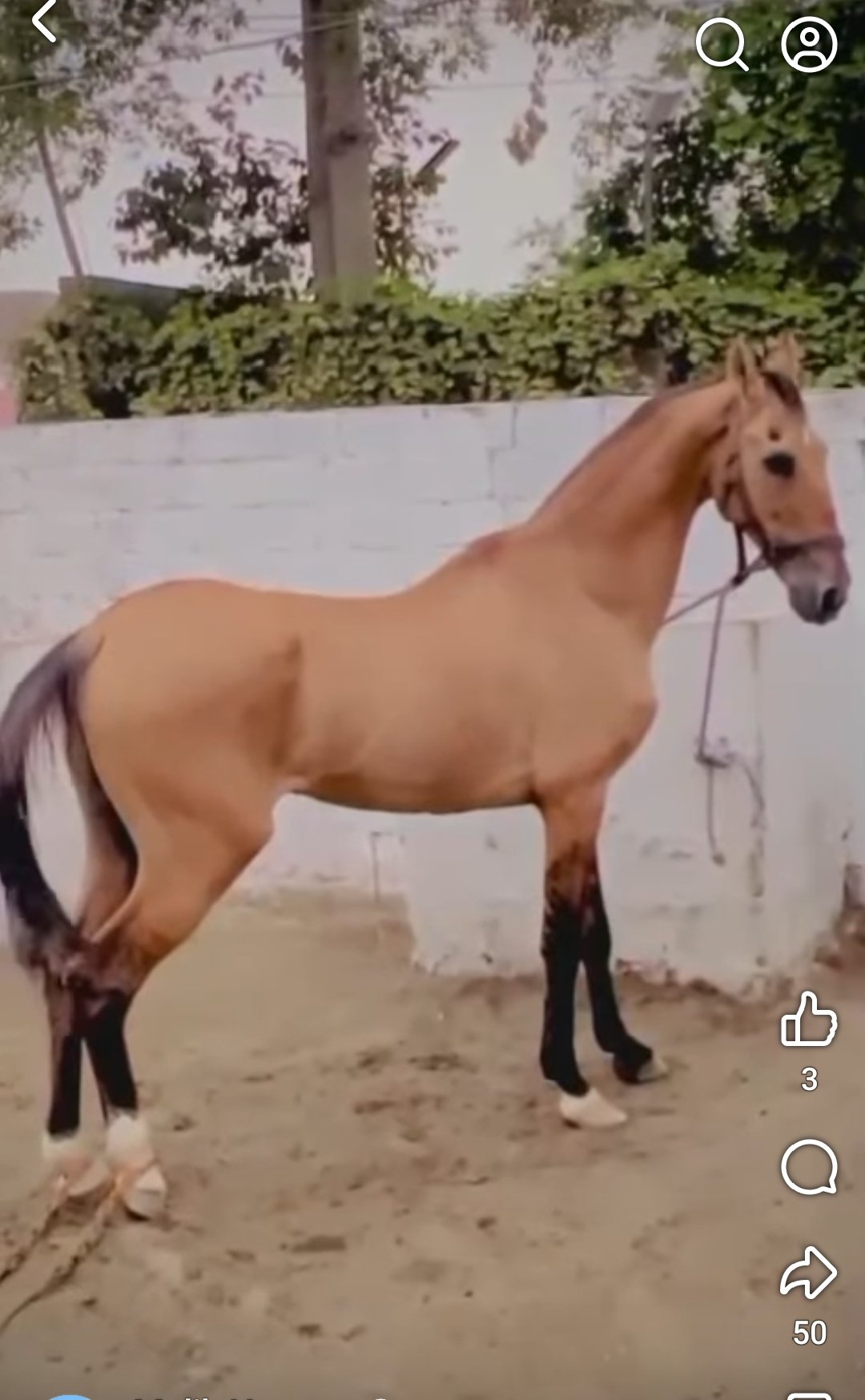 Horse for sale in Pakistan