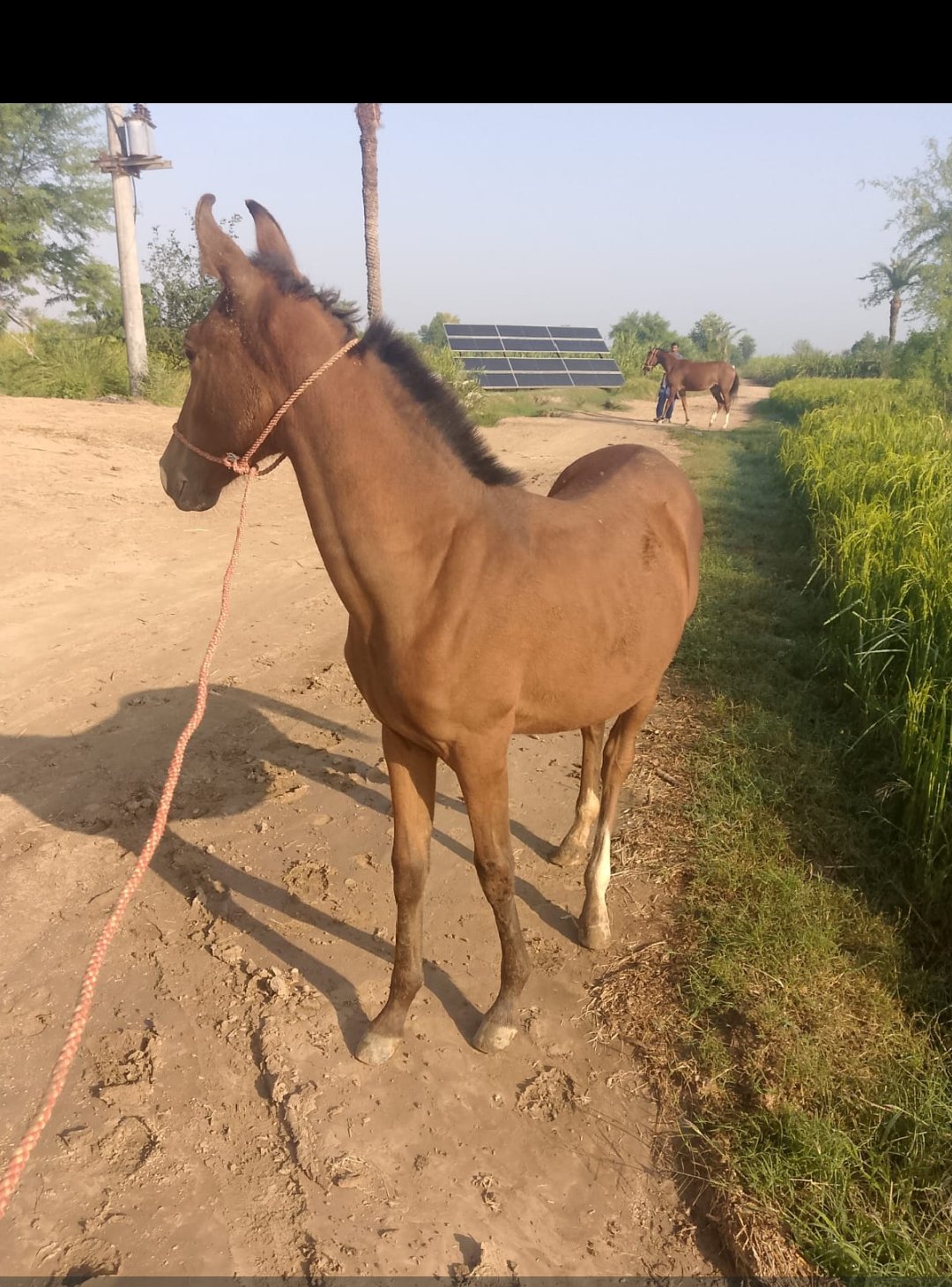 Horse for Sale in Pakistan