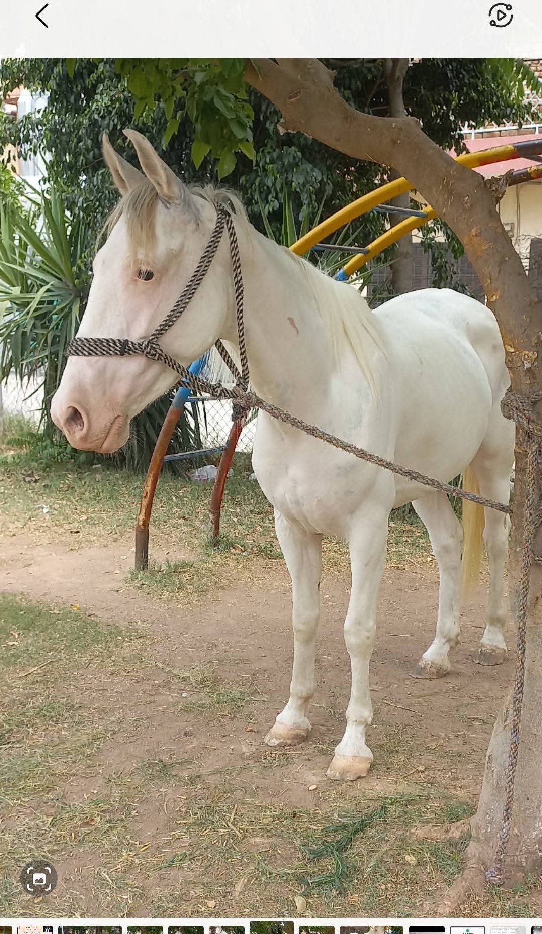 Nukri Mare for Sale in Pakistan