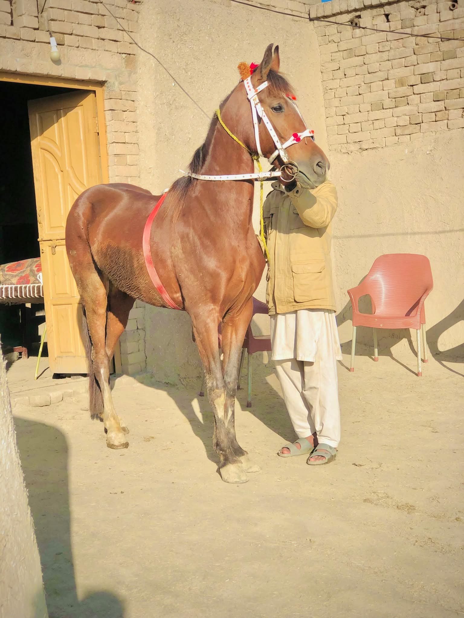 Horse for Sale in Pakistan